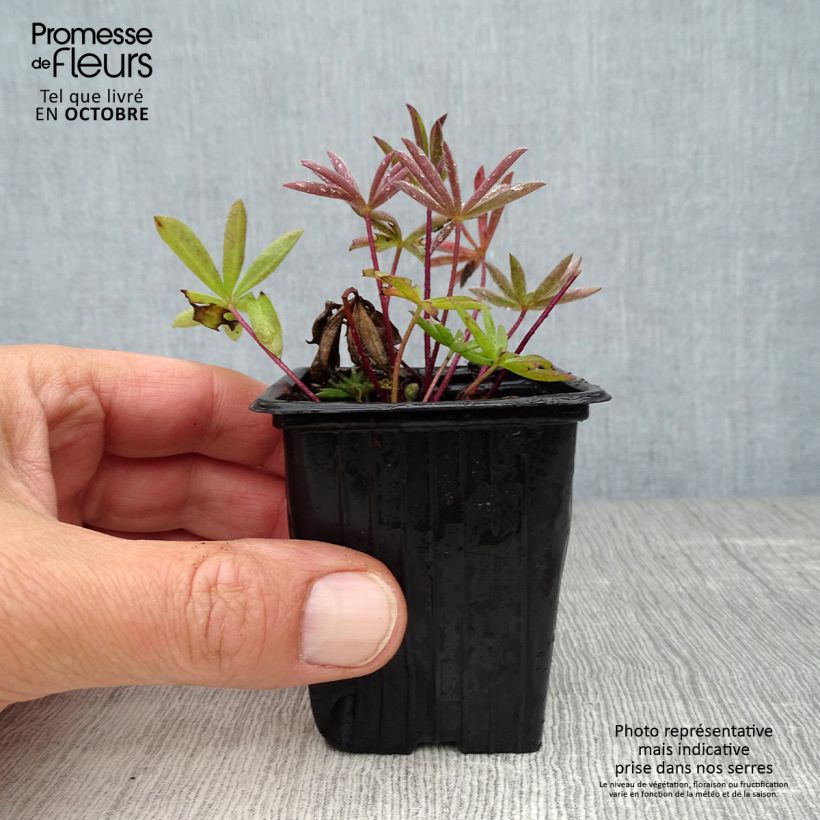 Esimerkki syksyllä toimitetusta Komealupiini The Châtelaine 7/8 cm taimiruukku-taimesta