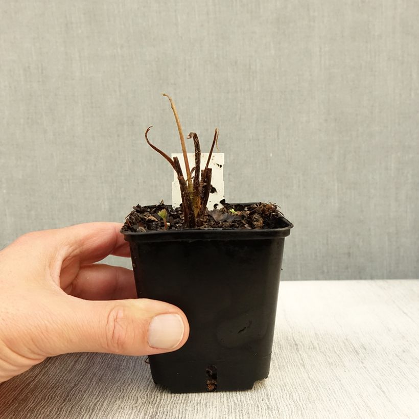 Esimerkki syksyllä toimitetusta Komealupiini Les Pages 8/9 cm taimiruukku-taimesta