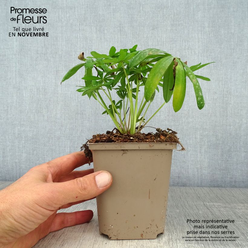 Esimerkki syksyllä toimitetusta Lupin West Country Terracotta Pot de 10 cm/11cm-taimesta