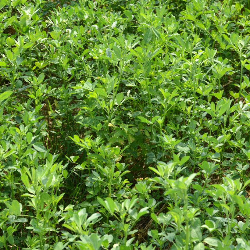 Sinimailanen (siemenet) - Medicago sativa (Kasvutapa)