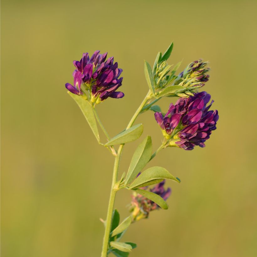 Sinimailanen (siemenet) - Medicago sativa (Kukinta)