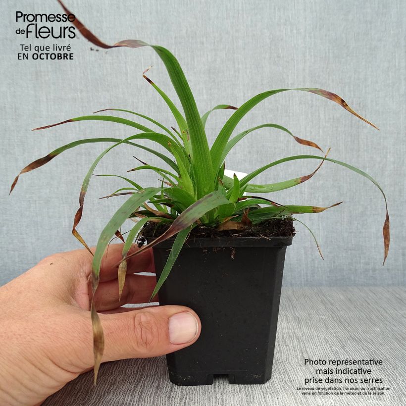 Esimerkki syksyllä toimitetusta Isopiippo - Luzula sylvatica 8/9 cm taimiruukku-taimesta