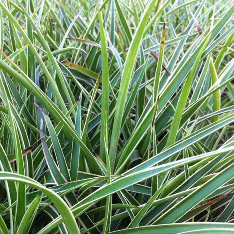 Isopiippo Marginata (Kukinta)