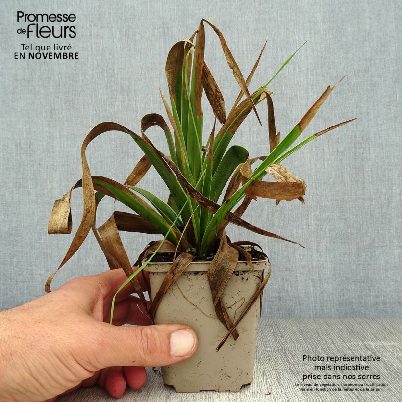 Esimerkki syksyllä toimitetusta Isopiippo Marginata 8/9 cm taimiruukku-taimesta
