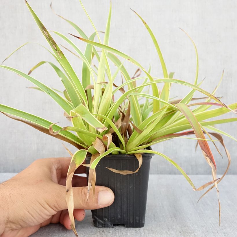 Esimerkki kesällä toimitetusta Isopiippo Marginata Taimiruukku 8/9 cm-taimesta