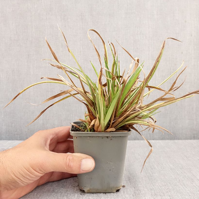 Esimerkki syksyllä toimitetusta Isopiippo Surprise 8/9 cm taimiruukku-taimesta