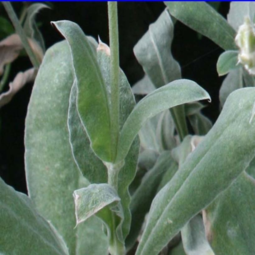 Harmaakäenkukka - Lychnis coronaria (Lehvistö)