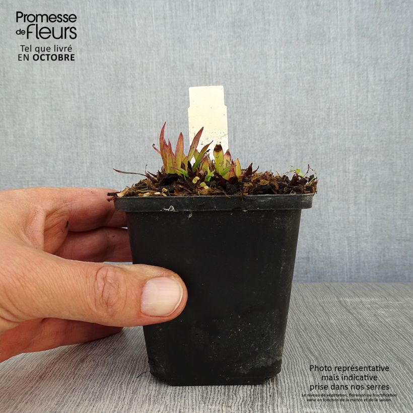 Esimerkki syksyllä toimitetusta Pikkutervakko - Lychnis alpina 8/9 cm taimiruukku-taimesta