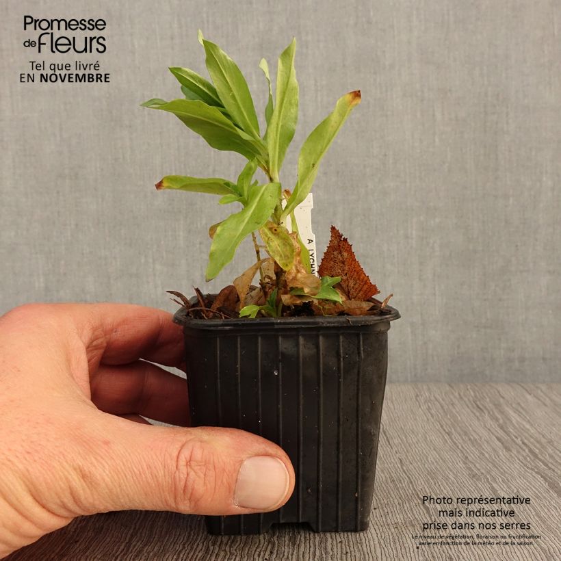Esimerkki syksyllä toimitetusta Palavarakkaus Flore Pleno 8/9 cm taimiruukku-taimesta