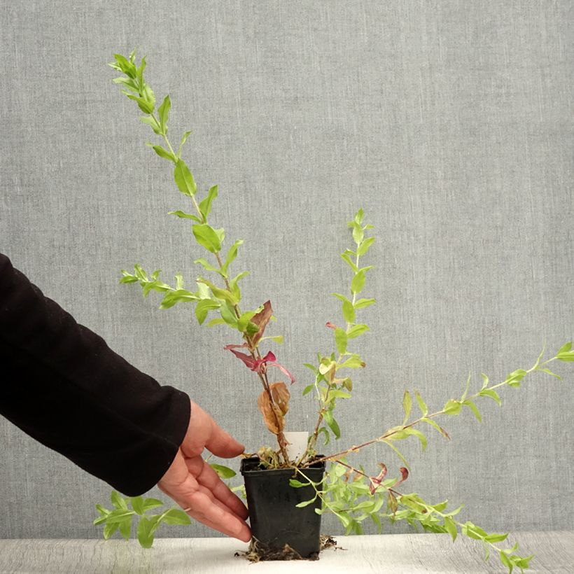 Esimerkki kesällä toimitetusta Palavarakkaus Flore Pleno Taimiruukku 8/9 cm-taimesta