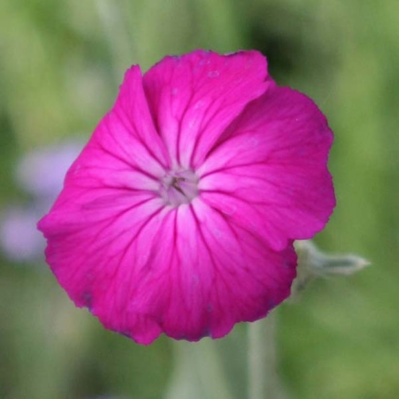 Harmaakäenkukka - Lychnis coronaria (Kukinta)