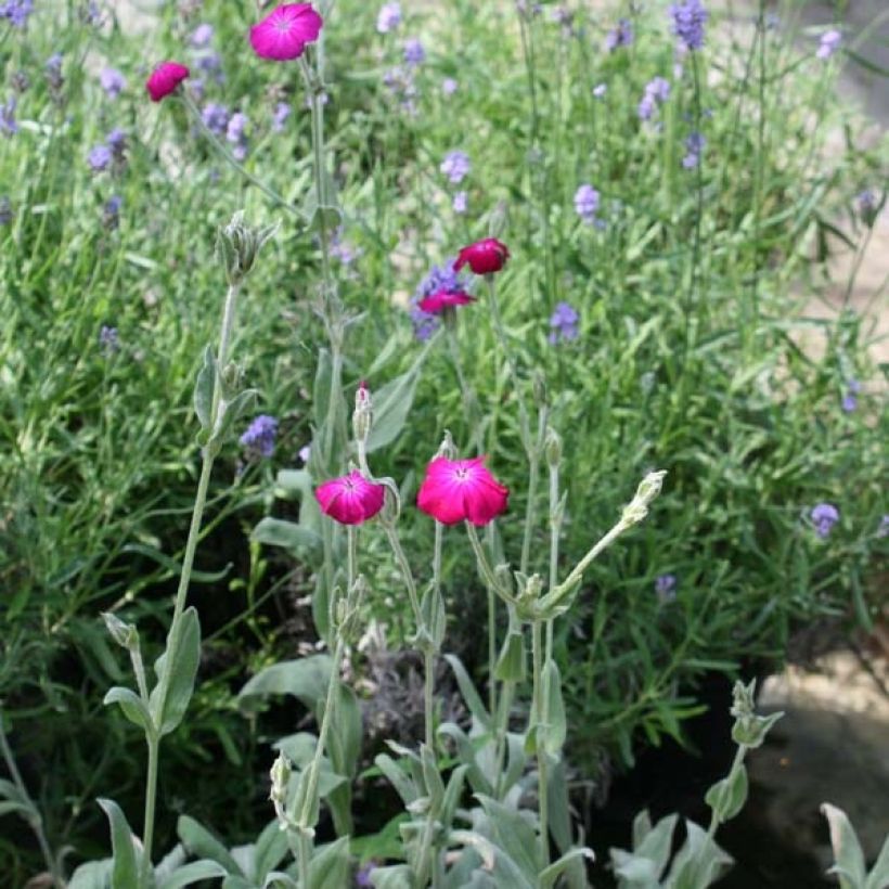 Harmaakäenkukka - Lychnis coronaria (Kasvutapa)