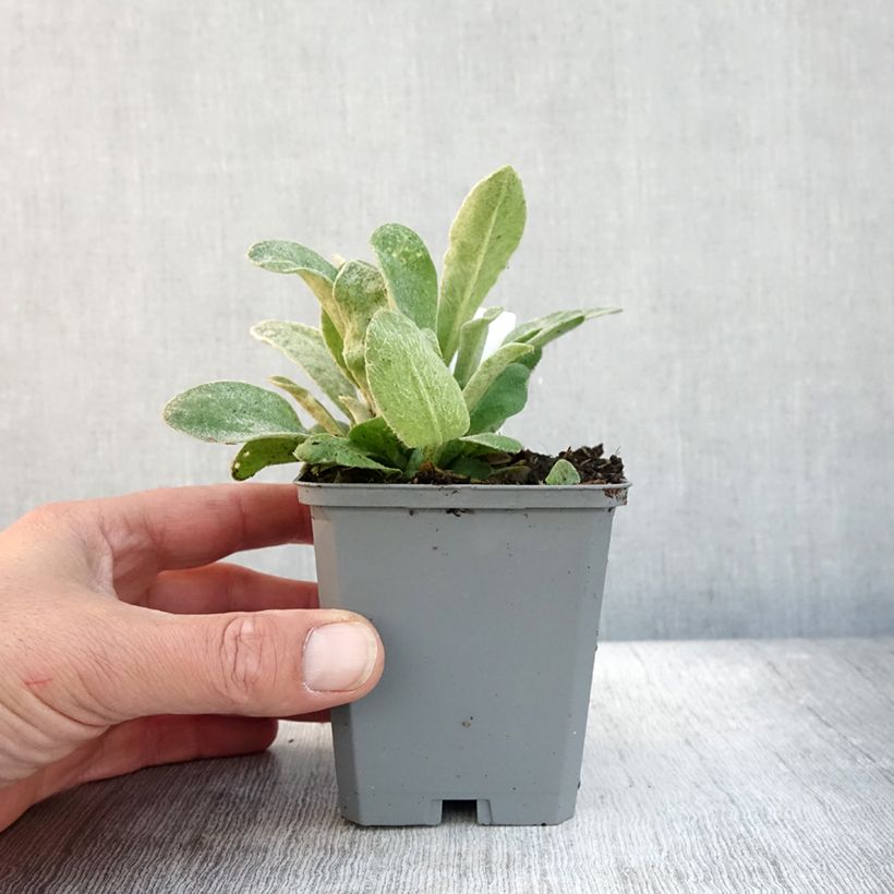 Esimerkki syksyllä toimitetusta Harmaakäenkukka Atrosanguinea 8/9 cm taimiruukku-taimesta