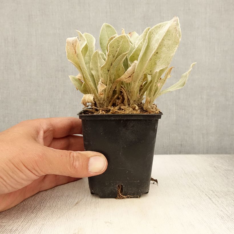 Esimerkki kesällä toimitetusta Harmaakäenkukka Atrosanguinea Taimiruukku 8/9 cm-taimesta