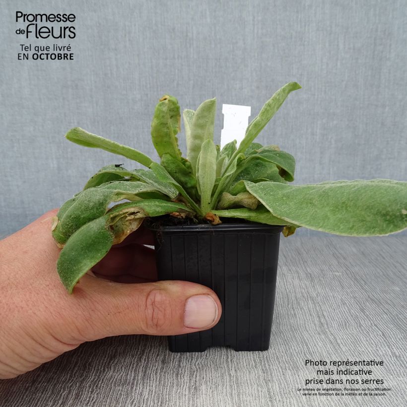 Esimerkki syksyllä toimitetusta Lychnis coronaria - Harmaakäenkukka 8/9 cm taimiruukku-taimesta