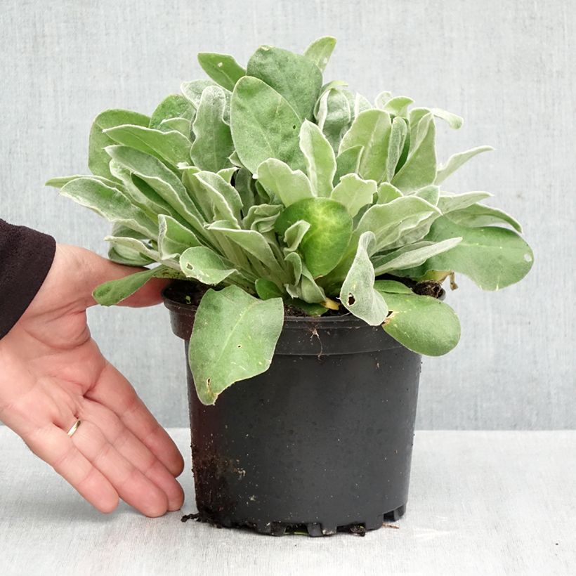 Esimerkki syksyllä toimitetusta Lychnis coronaria - Harmaakäenkukka 2 litran/3 litran ruukku-taimesta