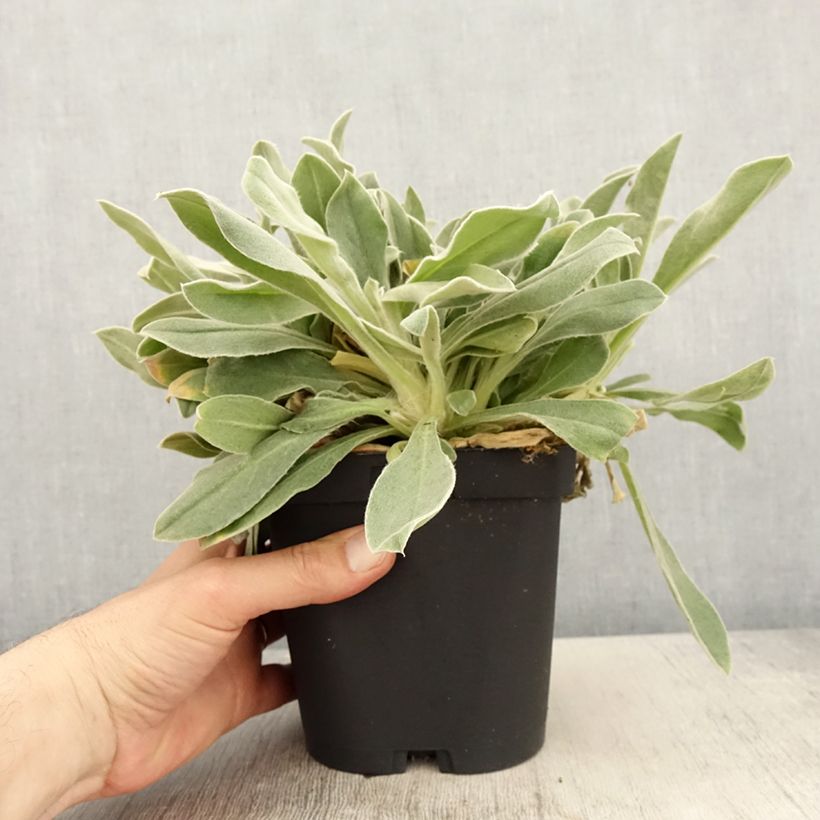 Esimerkki keväällä toimitetusta Harmaakäenkukka - Lychnis coronaria Ruukku 2L / 3L-taimesta