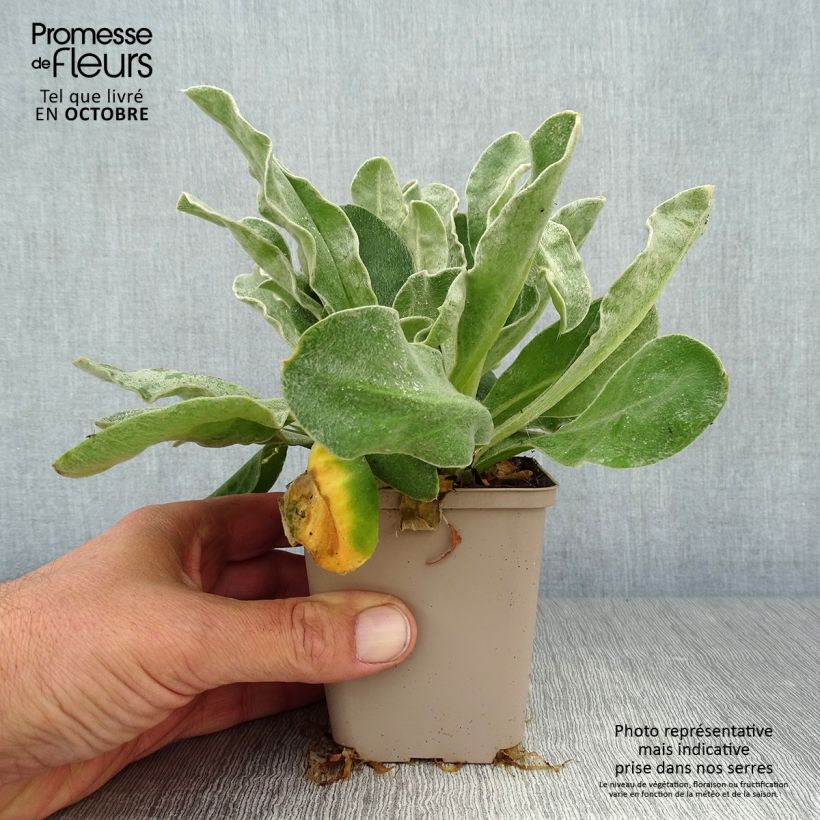 Esimerkki syksyllä toimitetusta Harmaakäenkukka Gardener s World 8/9 cm taimiruukku-taimesta