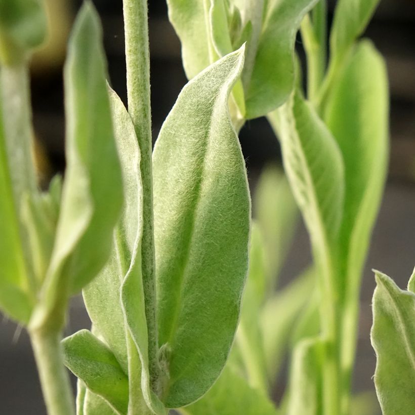 Harmaakäenkukka Gardener s World (Lehvistö)
