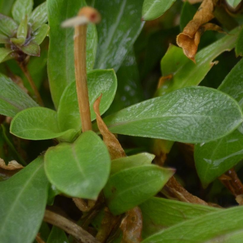 Käenkukka - Lychnis flos-cuculi (Lehvistö)
