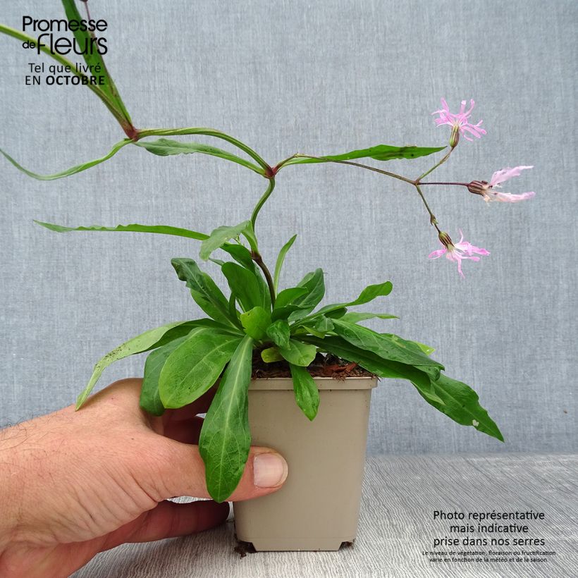 Esimerkki syksyllä toimitetusta Käenkukka - Lychnis flos-cuculi 8/9 cm taimiruukku-taimesta
