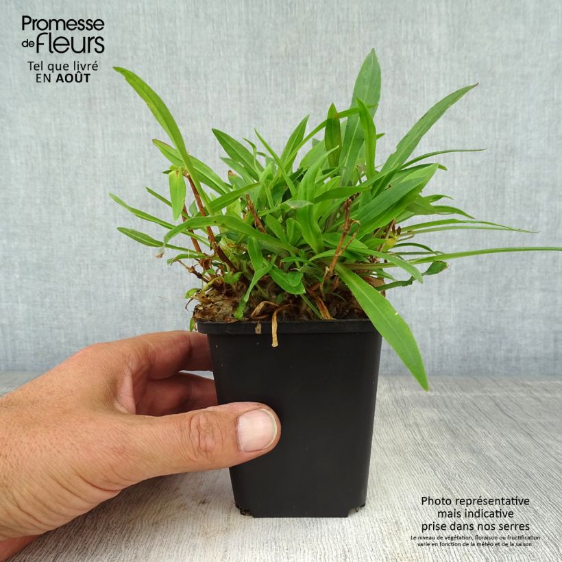 Esimerkki kesällä toimitetusta Käenkukka Petit Henri Taimiruukku 8/9 cm-taimesta