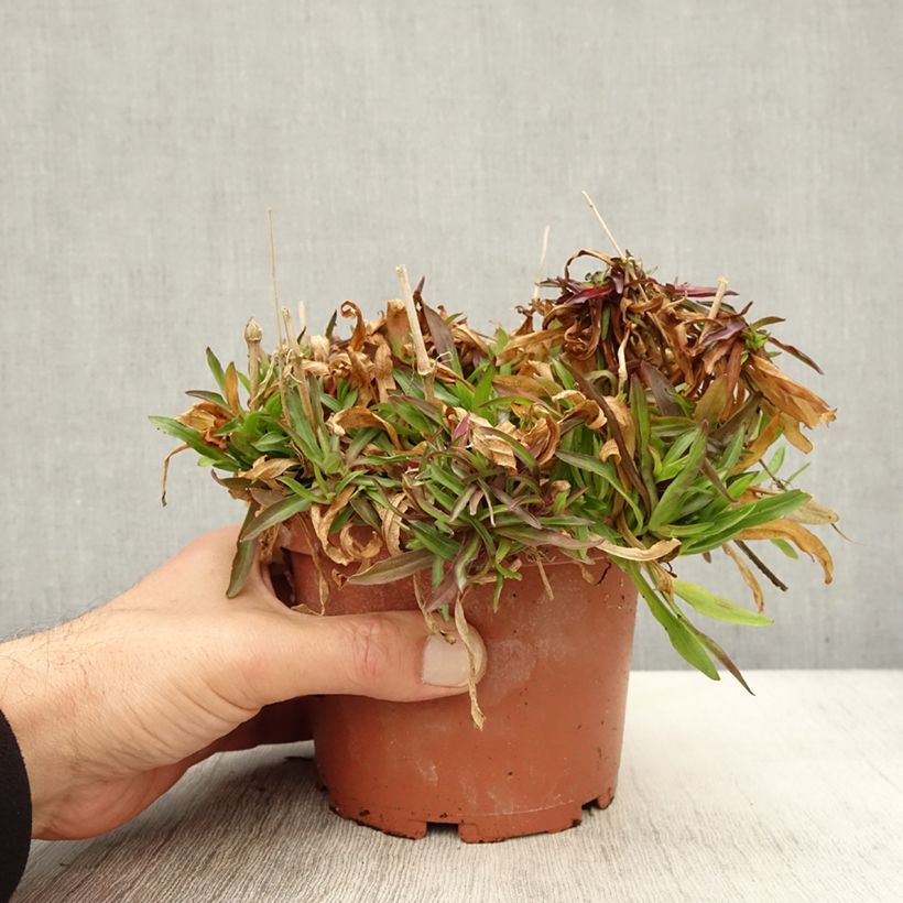 Esimerkki syksyllä toimitetusta Lychnis flos-cuculi Petit Henri - Oeillet des prés blanc Pot de 1,5L/2L-taimesta