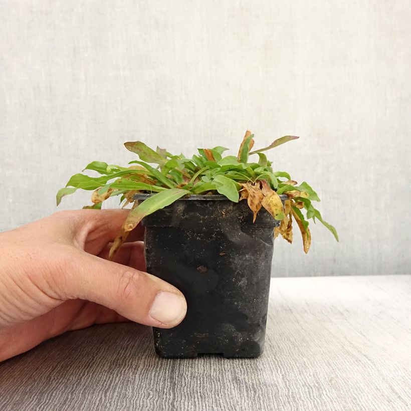 Esimerkki syksyllä toimitetusta Käenkukka White Robin 7/8 cm taimiruukku-taimesta