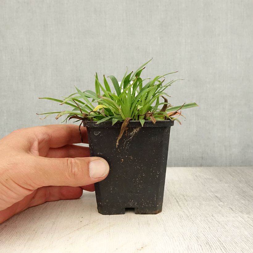 Esimerkki kesällä toimitetusta Mäkitervakko Splendens Godet de 8/9 cm-taimesta