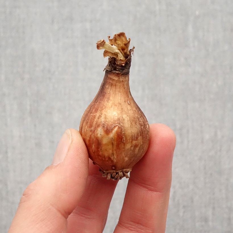 Esimerkki keväällä toimitetusta Lycoris radiata Bulbe size I-taimesta