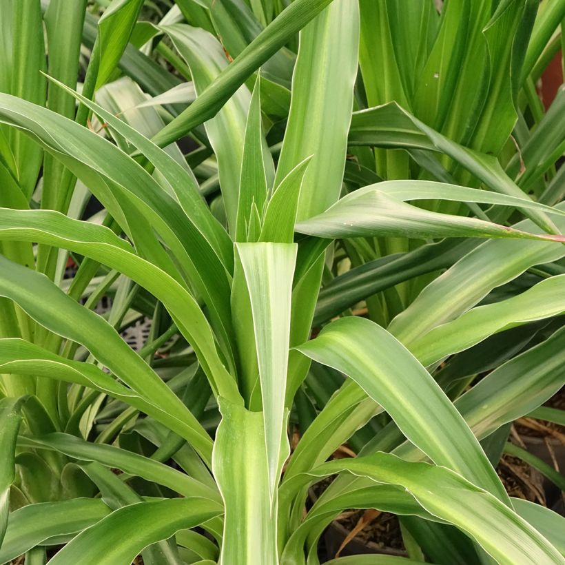 Beschorneria albiflora (Lehvistö)