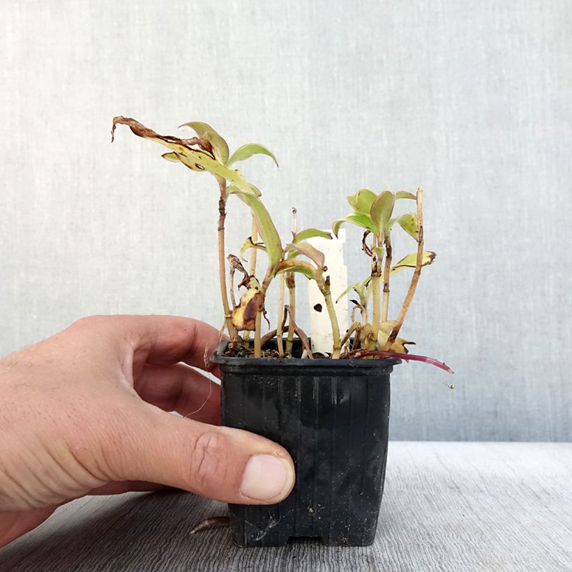 Esimerkki syksyllä toimitetusta Kannuskonnanlilja Autumn Glow 8/9 cm taimiruukku-taimesta