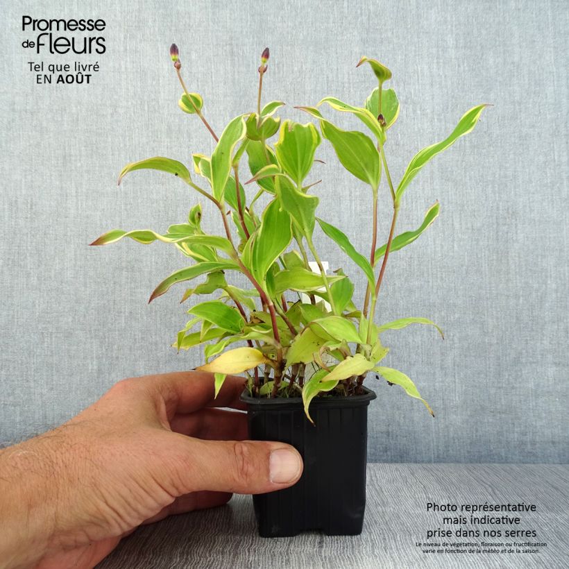 Esimerkki kesällä toimitetusta Kannuskonnanlilja Autumn Glow Godet de 8/9 cm-taimesta