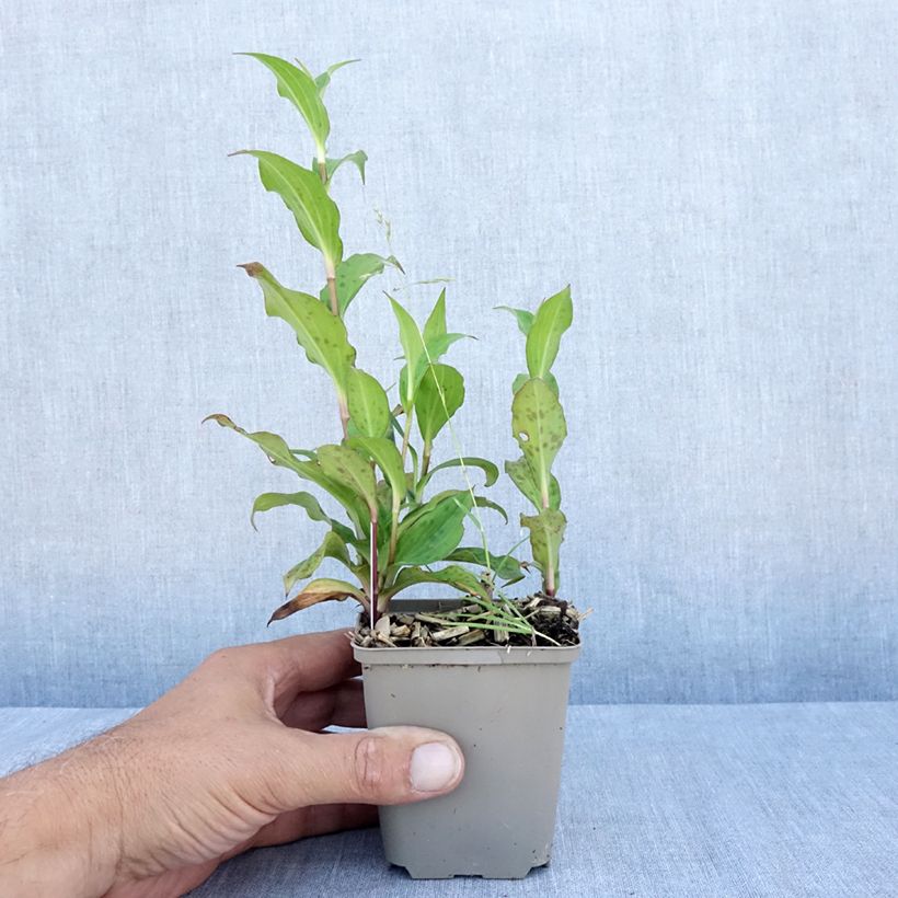 Esimerkki kesällä toimitetusta Kannuskonnanlilja Dark Beauty Taimiruukku 8/9 cm-taimesta
