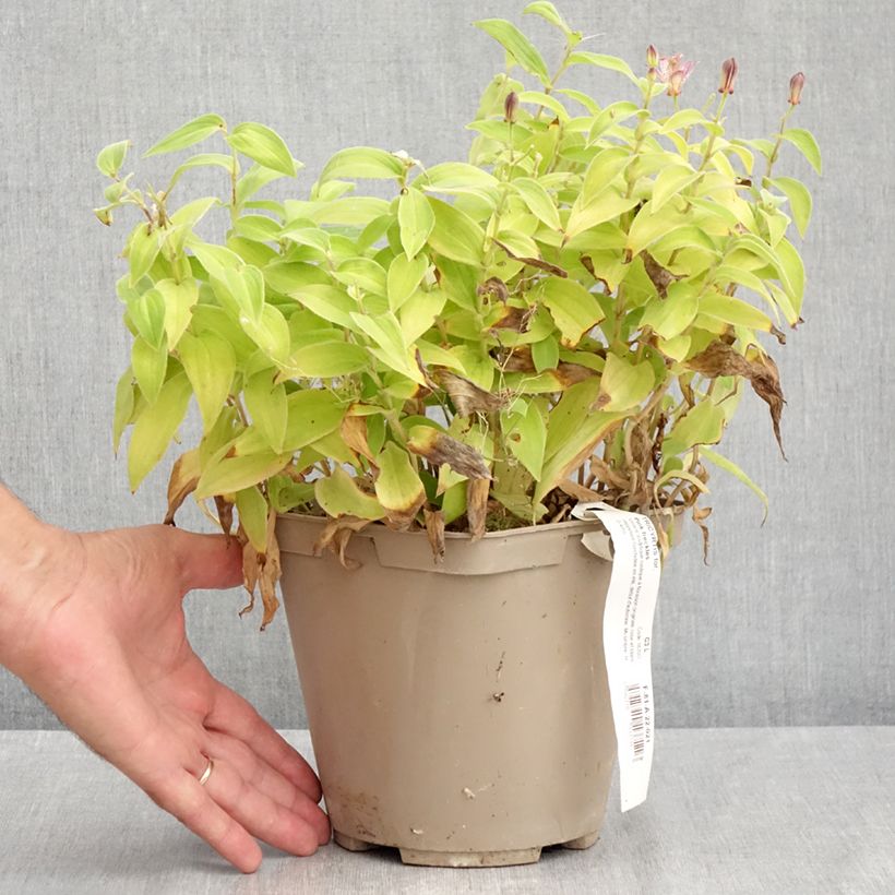 Esimerkki kesällä toimitetusta Kannuskonnanlilja Pink Freckles Ruukku 2L / 3L-taimesta