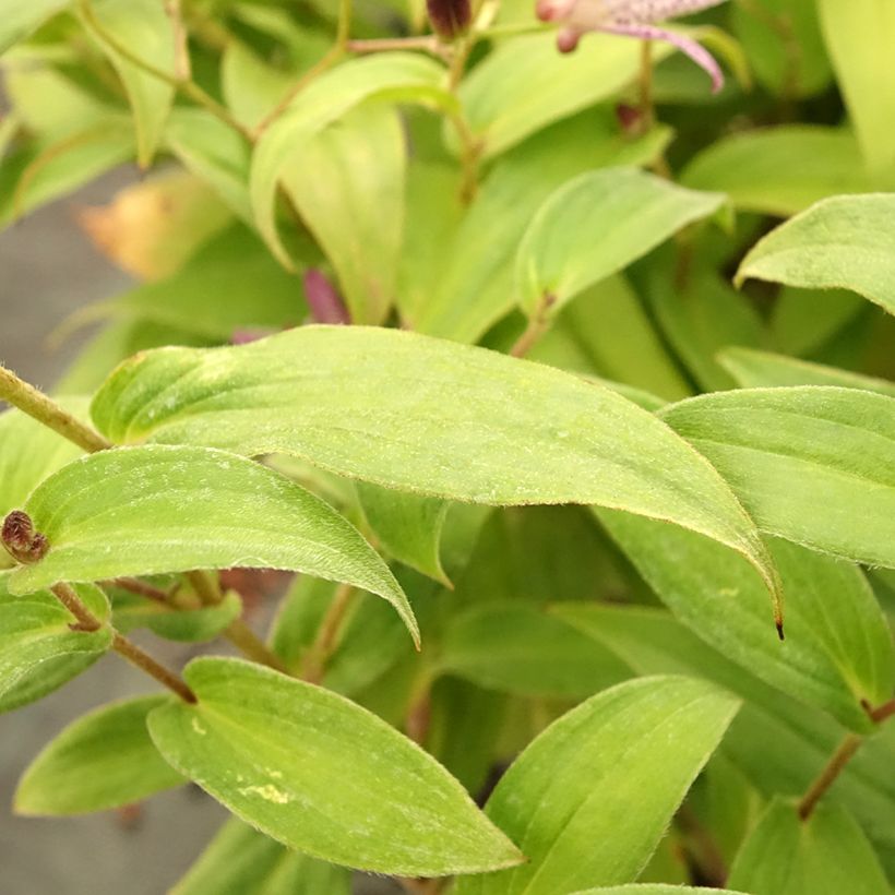 Kannuskonnanlilja Pink Freckles (Lehvistö)