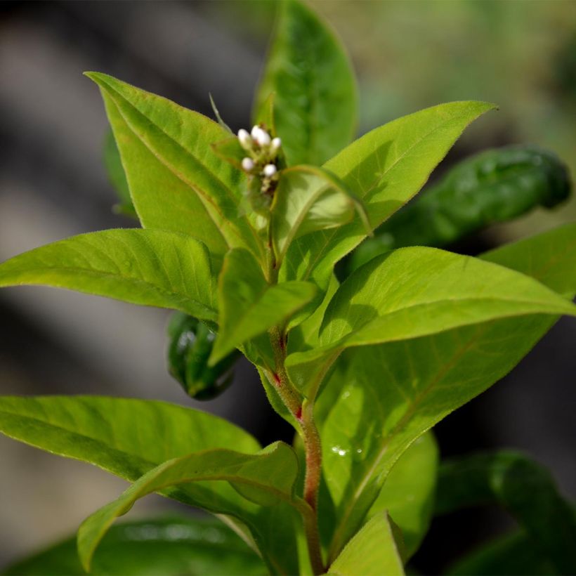 Valkoalpi - Lysimachia clethroides (Lehvistö)