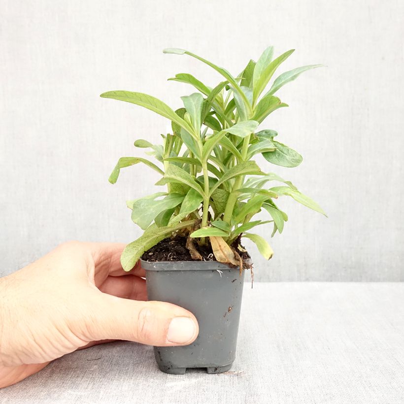Esimerkki syksyllä toimitetusta Tähkäalpi - Lysimachia ephemerum 8/9 cm taimiruukku-taimesta