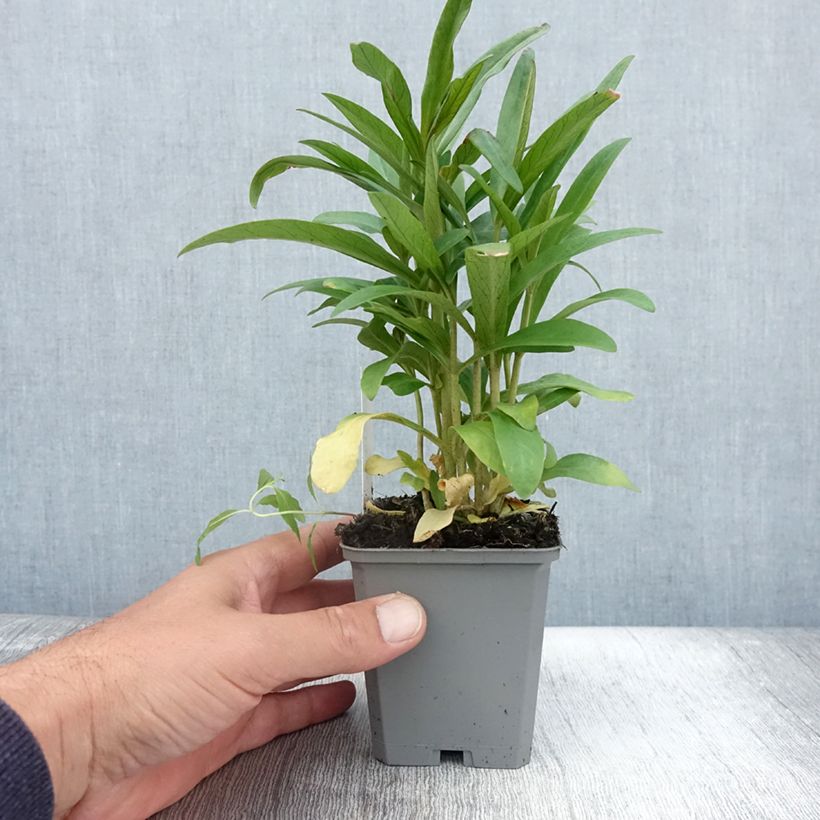 Esimerkki kesällä toimitetusta Tähkäalpi - Lysimachia ephemerum Taimiruukku 8/9 cm-taimesta