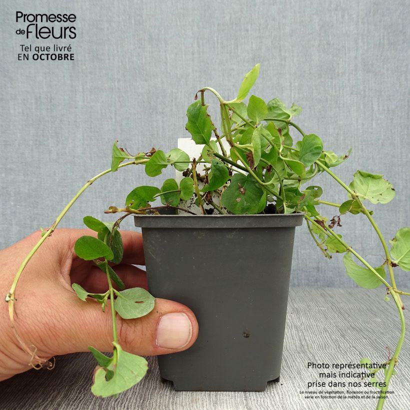 Esimerkki syksyllä toimitetusta Suikeroalpi - Lysimachia nummularia 8/9 cm taimiruukku-taimesta