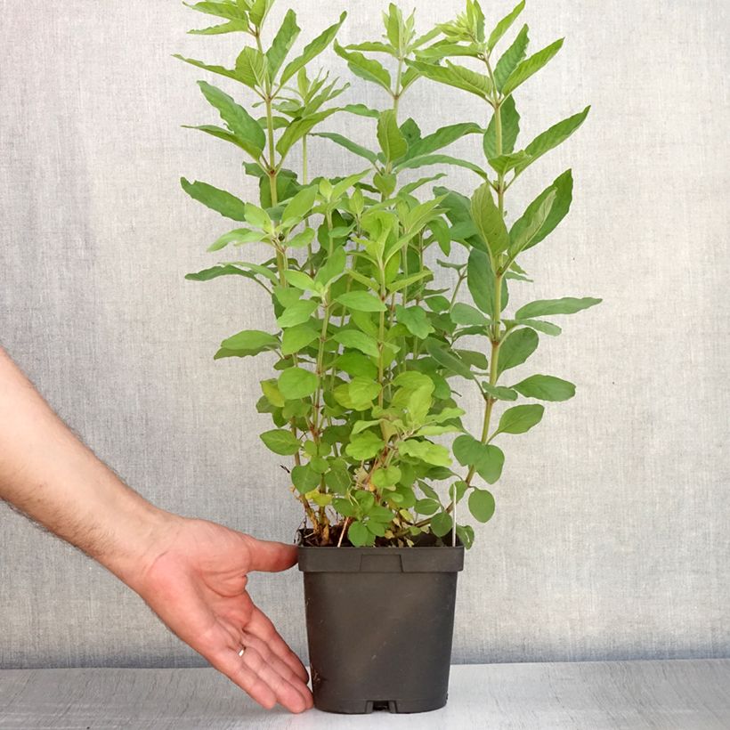 Esimerkki kesällä toimitetusta Tarha-alpi - Lysimachia punctata Ruukku 2L / 3L-taimesta