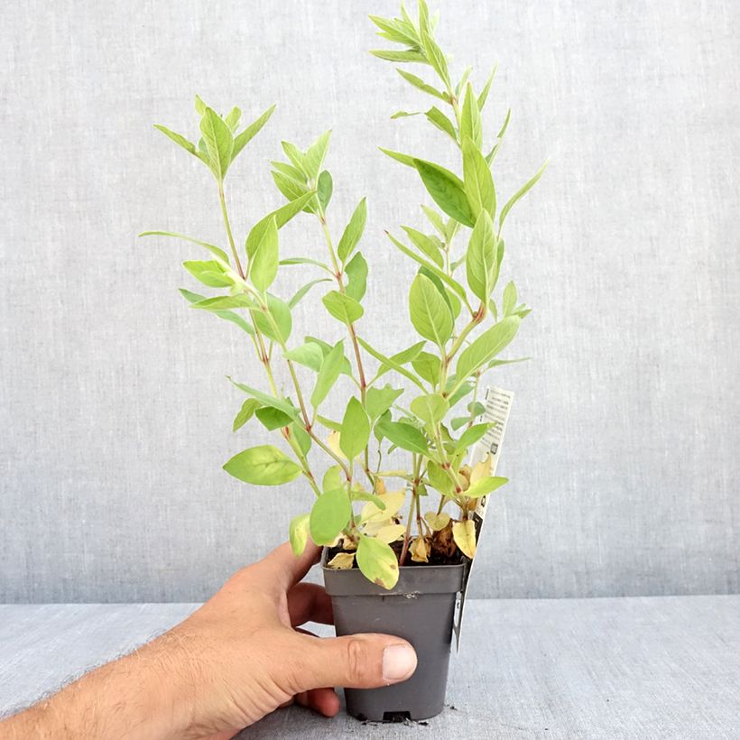 Esimerkki kesällä toimitetusta Tarha-alpi - Lysimachia punctata Taimiruukku 8/9 cm-taimesta
