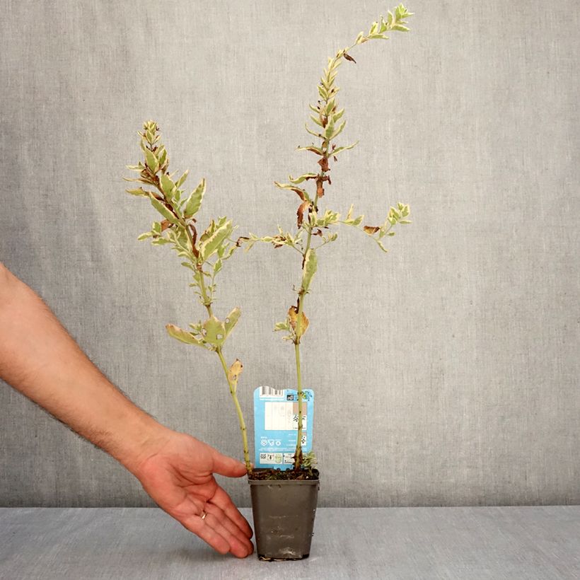 Esimerkki syksyllä toimitetusta Tarha-alpi Variegata 8/9 cm taimiruukku-taimesta