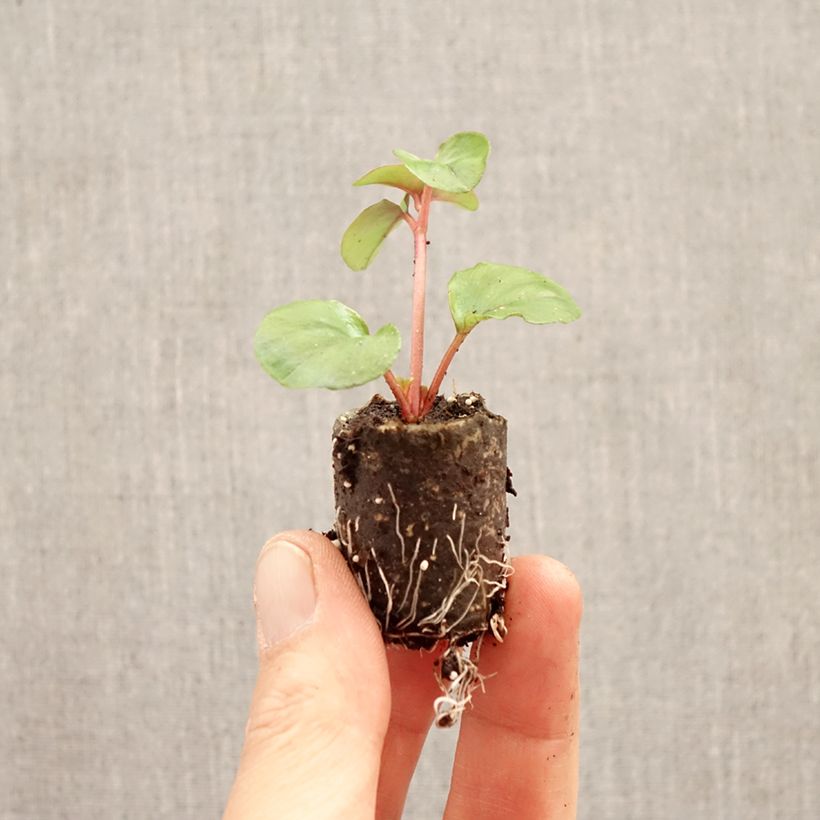Esimerkki keväällä toimitetusta Alve Sunburst Mini-motte Ø 3/4 cm-taimesta