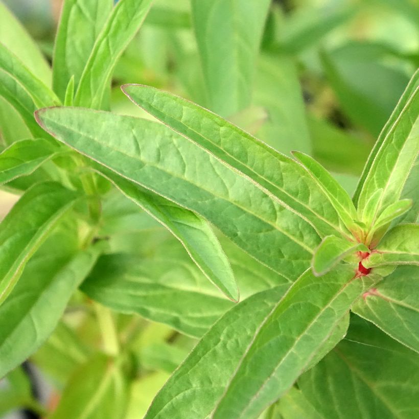Terttualpi - Lysimachia thyrsiflora (Lehvistö)
