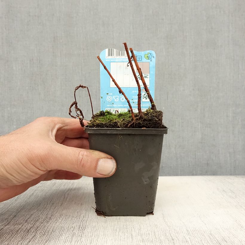 Esimerkki syksyllä toimitetusta Terttualpi - Lysimachia thyrsiflora 8/9 cm taimiruukku-taimesta