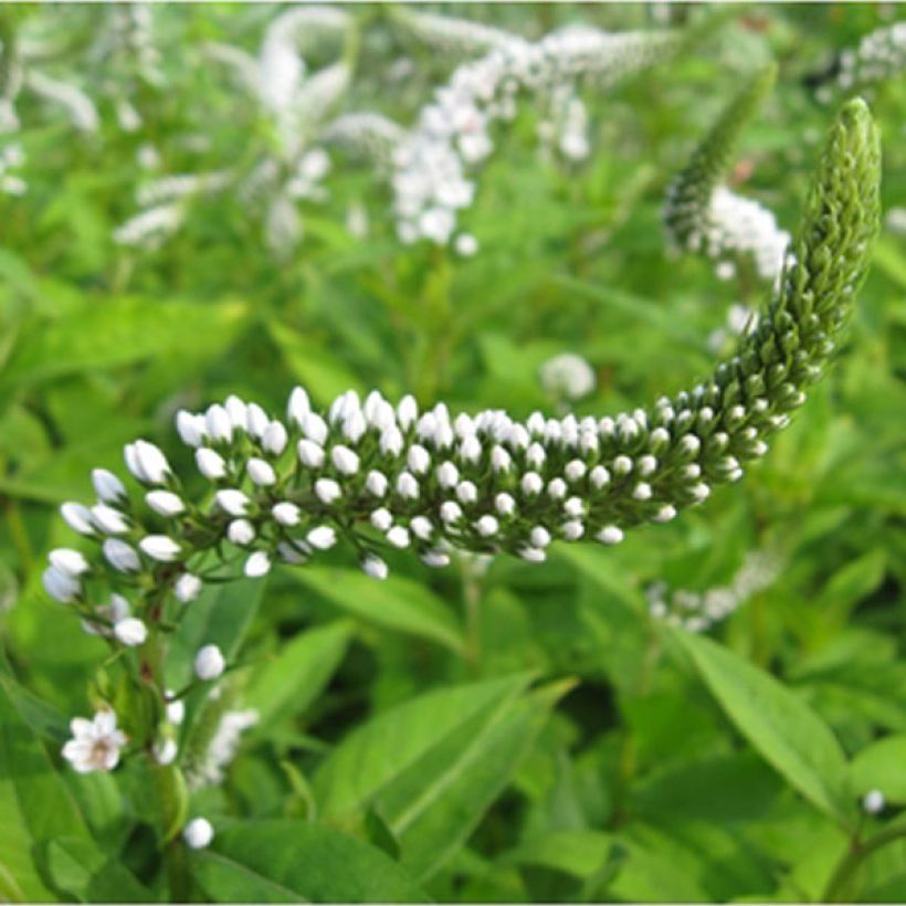 Valkoalpi - Lysimachia clethroides (Kukinta)