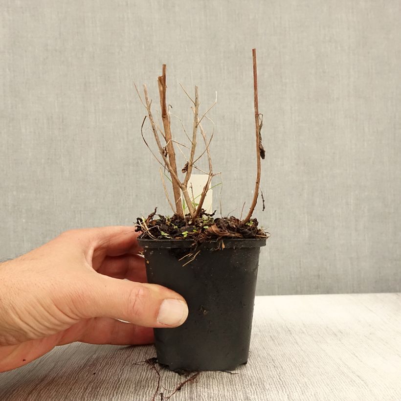 Esimerkki syksyllä toimitetusta Etelänrantakukka Dropmore Purple 8/9 cm taimiruukku-taimesta