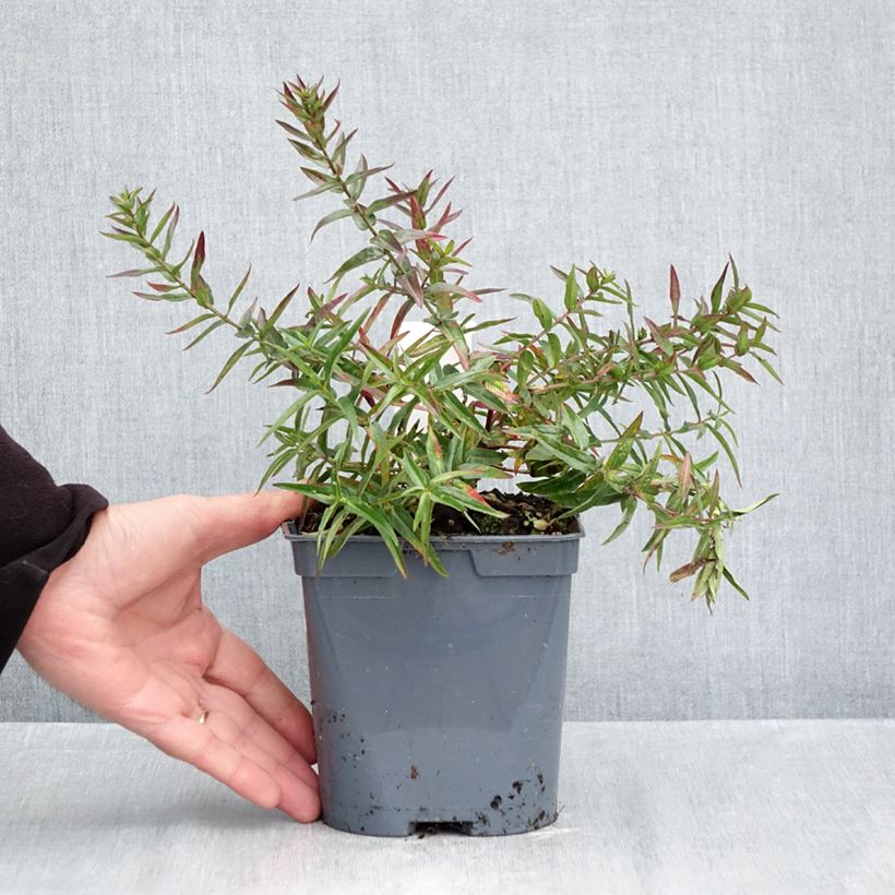Esimerkki syksyllä toimitetusta Etelänrantakukka Dropmore Purple 2 litran/3 litran ruukku-taimesta