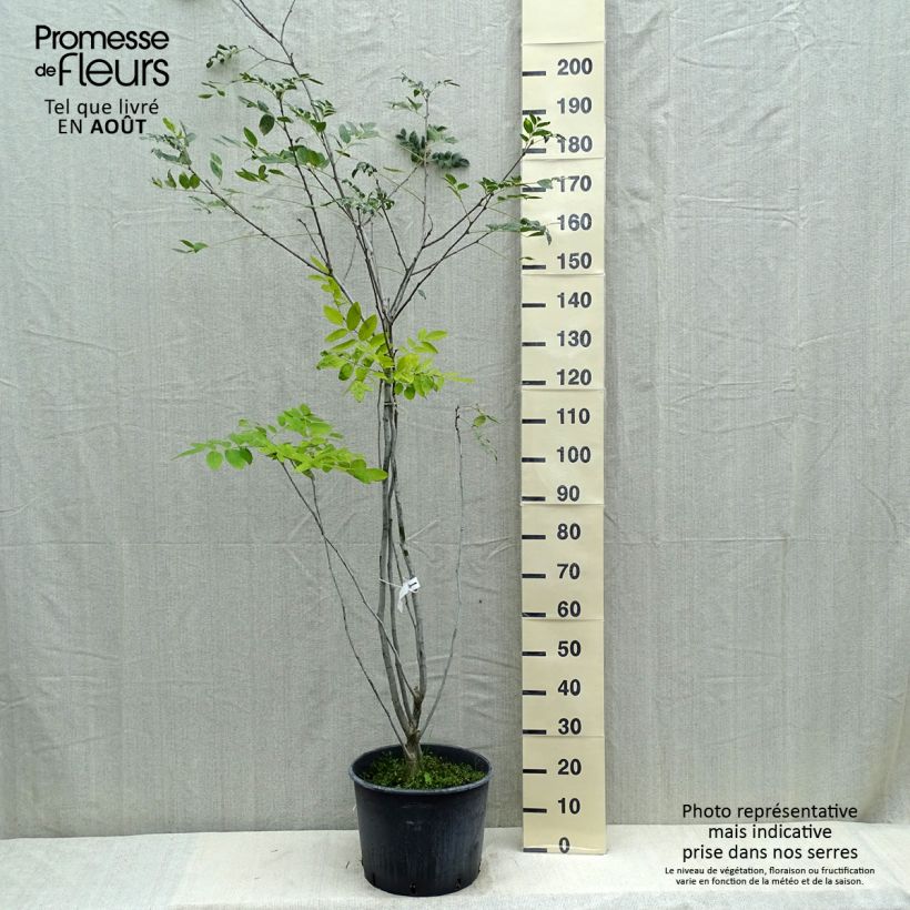 Esimerkki kesällä toimitetusta Maackia amurensis Pot de 18L/20L-taimesta